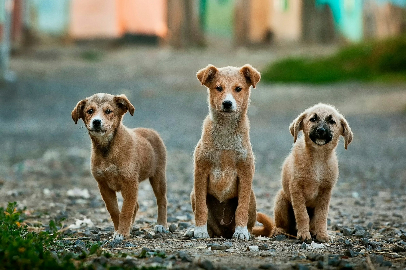 Ley Esterilizar Salva