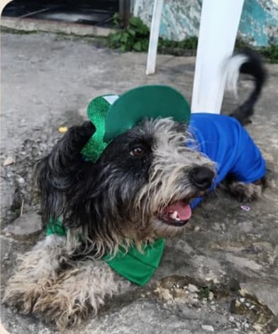 Última mascota reportada: Sultán 