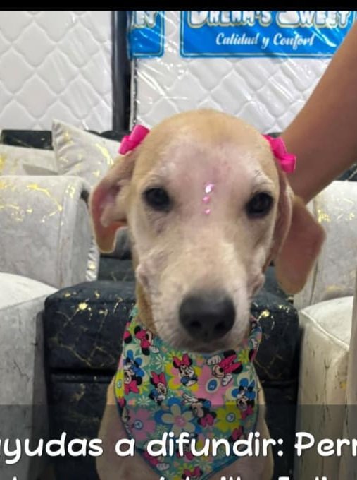 Última mascota reportada: RES-20260815-230